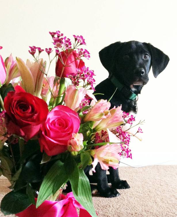 The puppy sent me flowers, but he was scared of them.
